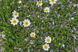 0253-Mountain-Avens-Dryas-octopetala