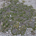 0254-Mountain-Avens-Dryas-octopetala
