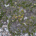 0255-Mountain-Avens-Dryas-octopetala-en-gentiana-dinorcia