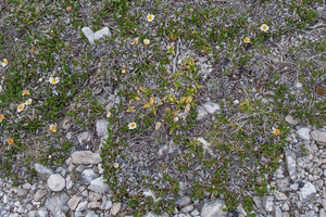 0255-Mountain-Avens-Dryas-octopetala-en-gentiana-dinorcia