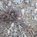 0257-Aethionema-saxatile