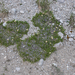0258-Mountain-Avens-Dryas-octopetala