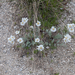 0259-Achillea-barrelieri