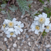 0260-Achillea-barrelieri