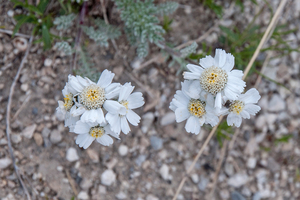 0260-Achillea-barrelieri