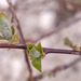 0267-salix-spec