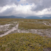 0270-landschap-met-jeneverbes