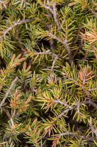 0271-juniperus-oxycedrus