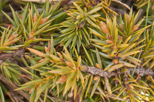 0273-juniperus-oxycedrus
