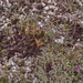 0276-Pedicularis-elegans-stony-grassy-slopes