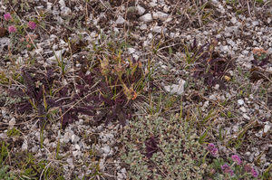 0276-Pedicularis-elegans-stony-grassy-slopes