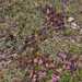 0277-overzicht-veg-met-pedicularis-elegans
