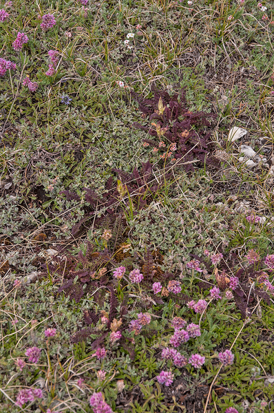 0277-overzicht-veg-met-pedicularis-elegans