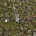0279-Globularia-meridionalis-