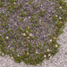 0282-Mountain-Avens-Dryas-octopetala