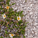 0283-Mountain-Avens-Dryas-octopetala