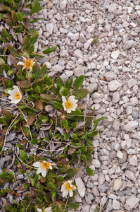 0283-Mountain-Avens-Dryas-octopetala