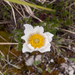 0284-pulsatilla-alpina