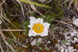 0284-pulsatilla-alpina