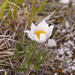0285-pulsatilla-alpina