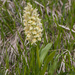0287-vlierorchis