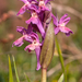 0288-vlierorchis