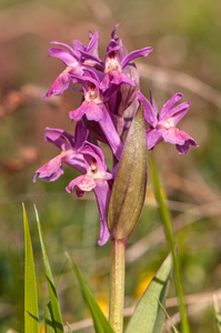 0288-vlierorchis