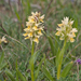 0289-vlierorchis
