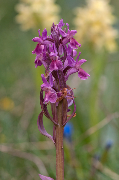 0291-vlierorchis