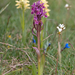 0292-vlierorchis