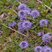 0293-Globularia-meridionalis-