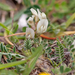 0295-Astragalus-depressus-montane-pastures