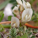 0296-Astragalus-depressus-montane-pastures