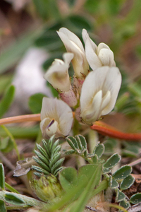 0296-Astragalus-depressus-montane-pastures