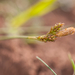 0297-carex-spec