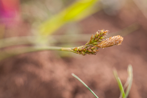 0297-carex-spec