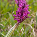 0298-vlierorchis