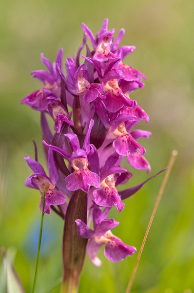 0299-vlierorchis