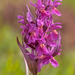 0300-vlierorchis