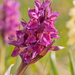 0301-vlierorchis