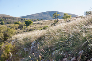 0302-stipa-landschap