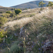 0303-stipa-landschap
