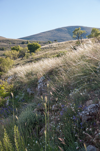 0303-stipa-landschap