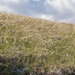 0305-stipa-landschap
