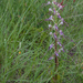 0306-Himantoglossum-adriaticum