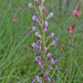 0307-Himantoglossum-adriaticum