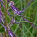 0308-Himantoglossum-adriaticum