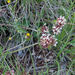 0311-wondklaver-anthyllis-vulneraria