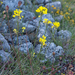0315-Erysimum-pseudorhaeticum