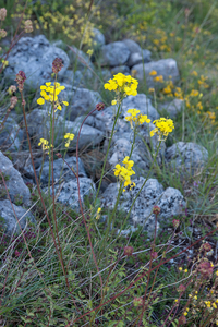 0315-Erysimum-pseudorhaeticum